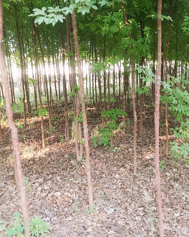 血皮戚树直冠形好货源充足
