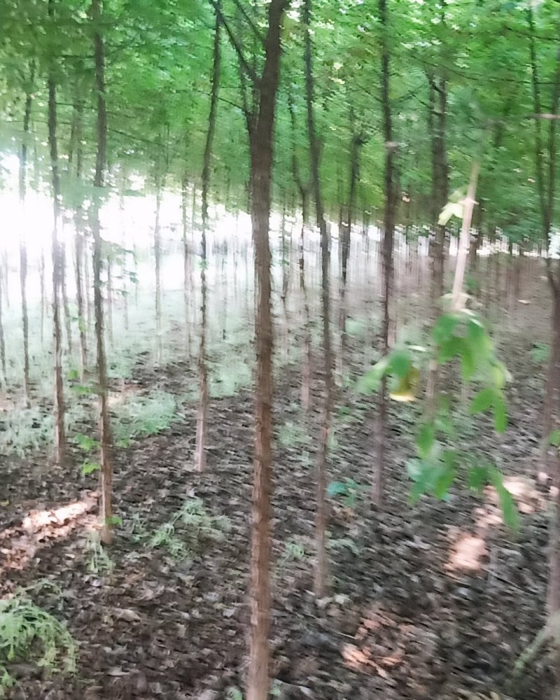 血皮戚树直冠形好货源充足