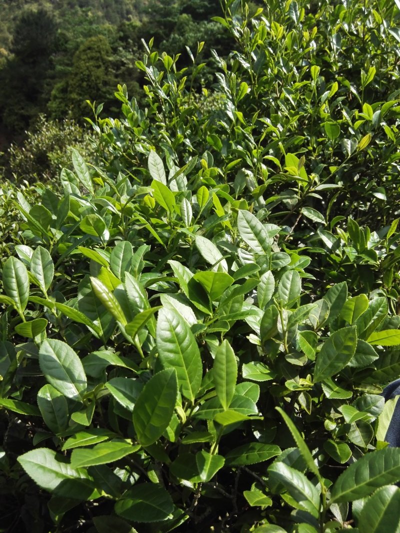 食品绿茶甘线长润滑口