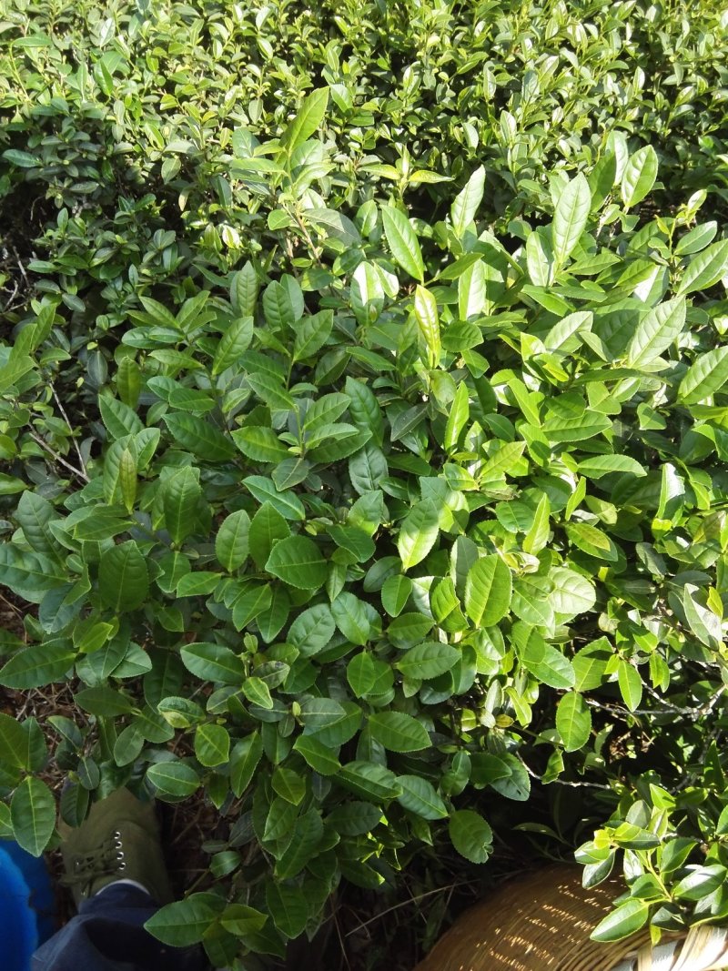 食品绿茶甘线长润滑口