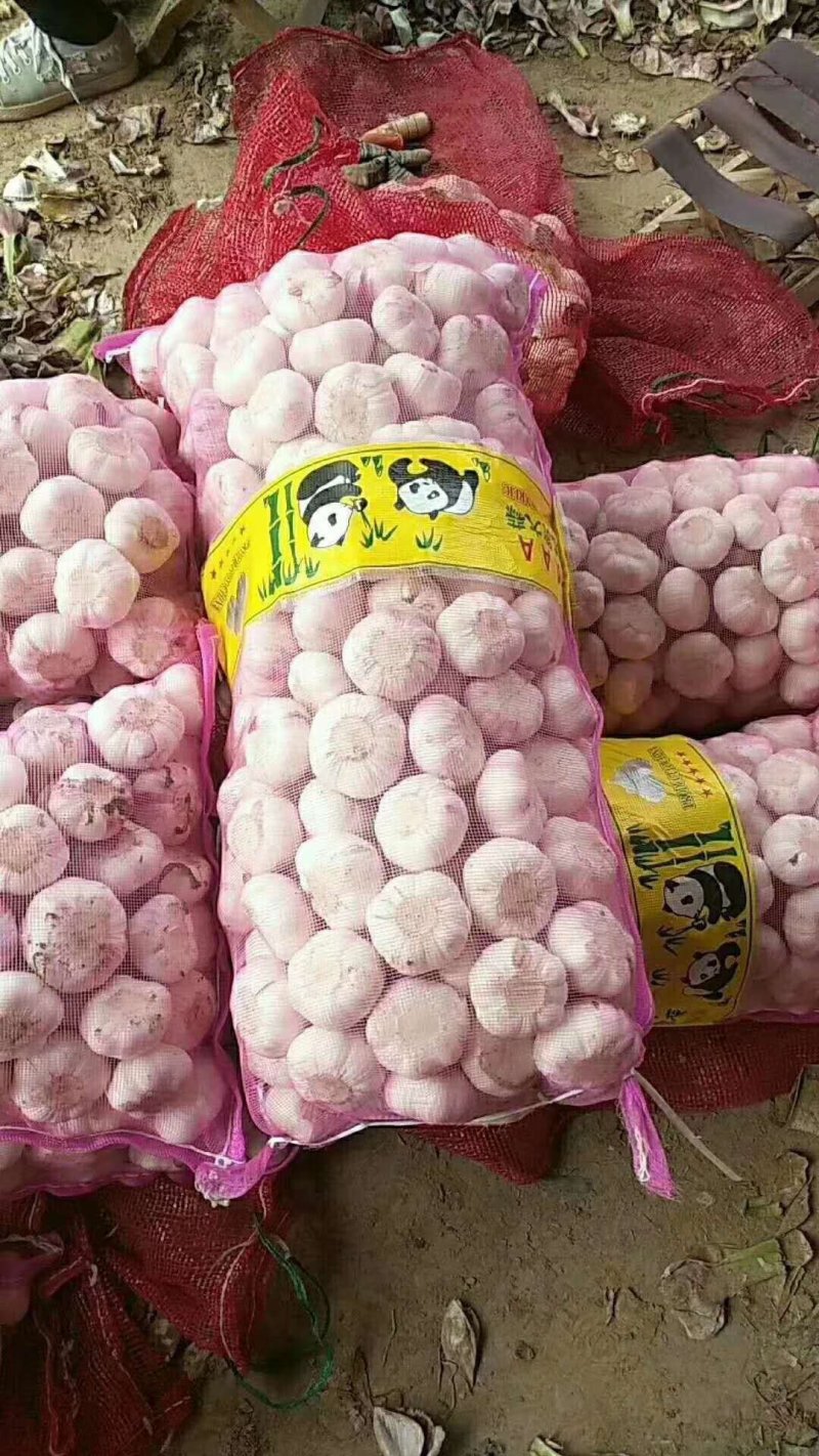 精品大蒜，蒜头，扒皮蒜，紫皮大蒜，把蒜，把子蒜