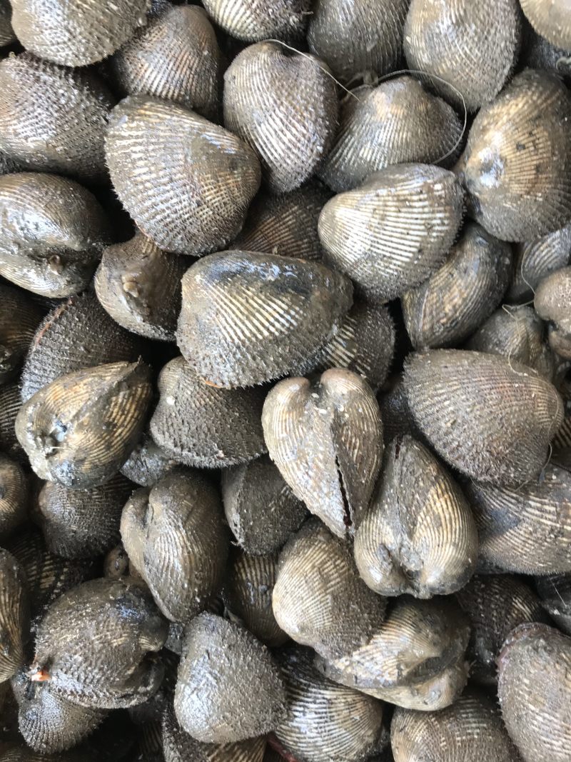 鲜活大赤贝，毛蛤活蛤蜊，生吃刺身料理，供应自助餐，海鲜大咖