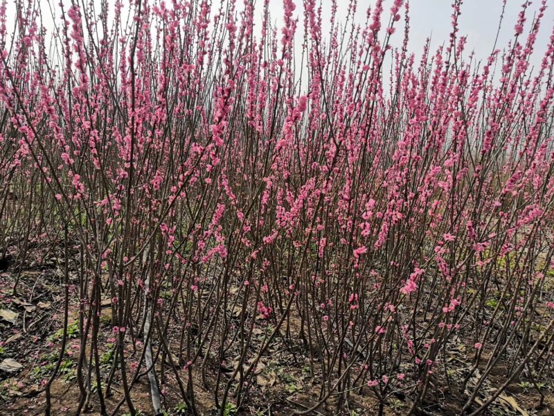 江苏梅花树苗骨里红红梅玉蝶宫粉绿梅1到15公分