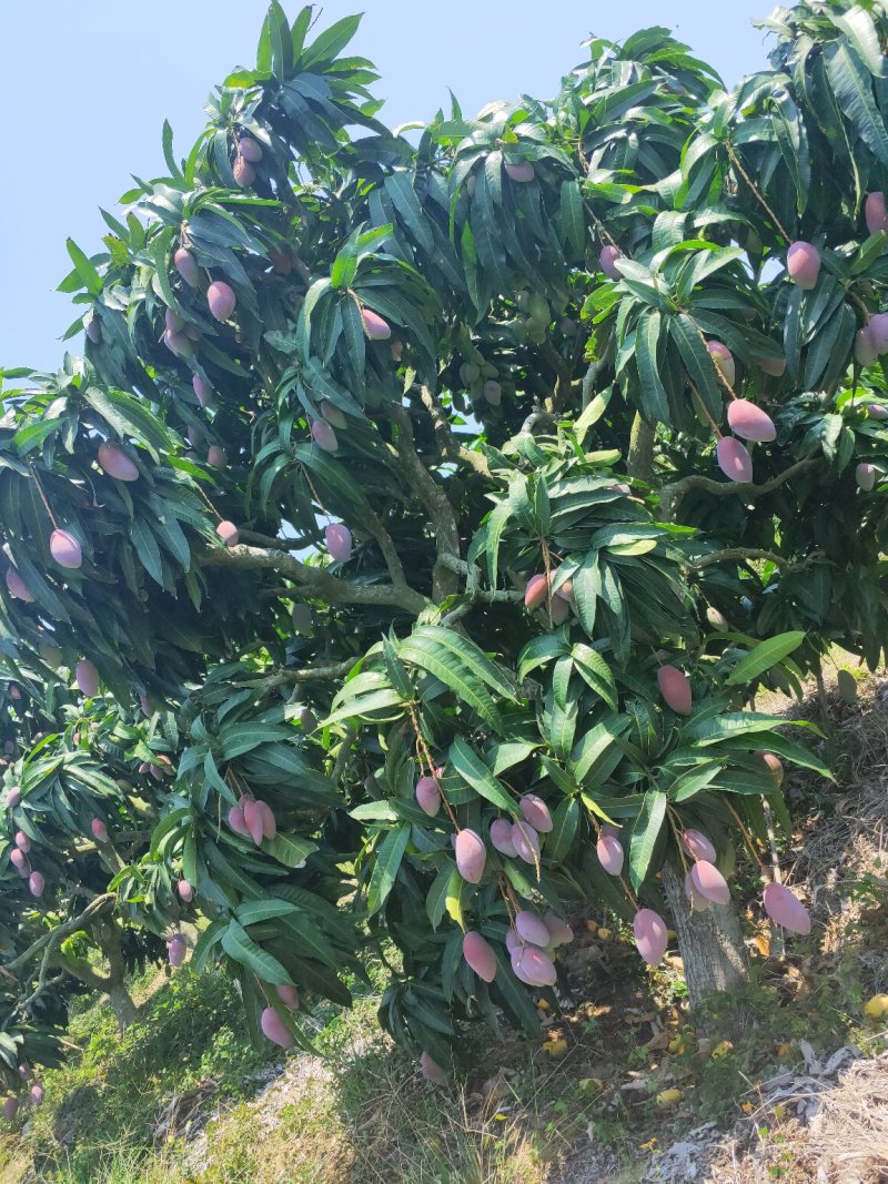 海南贵妃芒一手货源/电商/社区平台/通货规格/整车供应/