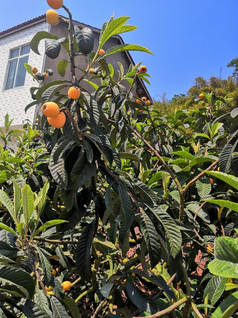 成都周边枇杷种植基地提供大量优质枇杷，价格便宜惨了！