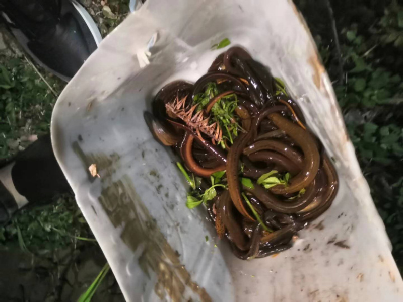 农家新鲜活鱼柴火火焙鱼