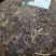 云南普洱茶，生茶，2015年易武料，汤色好，入口回甘生津