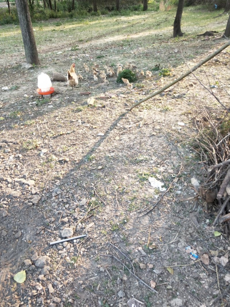 笨鸡，自然养，纯散养土鸡