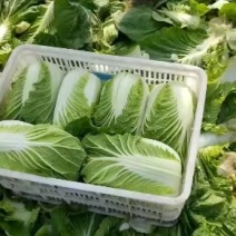 黄心白菜