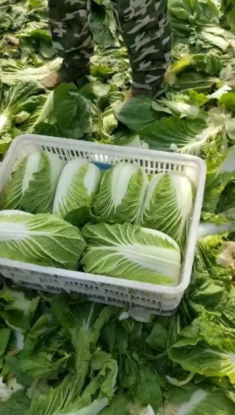 黄心白菜