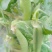 蔬菜