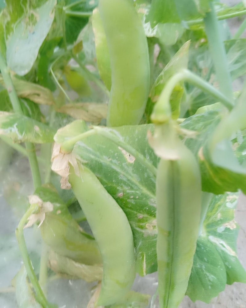 蔬菜