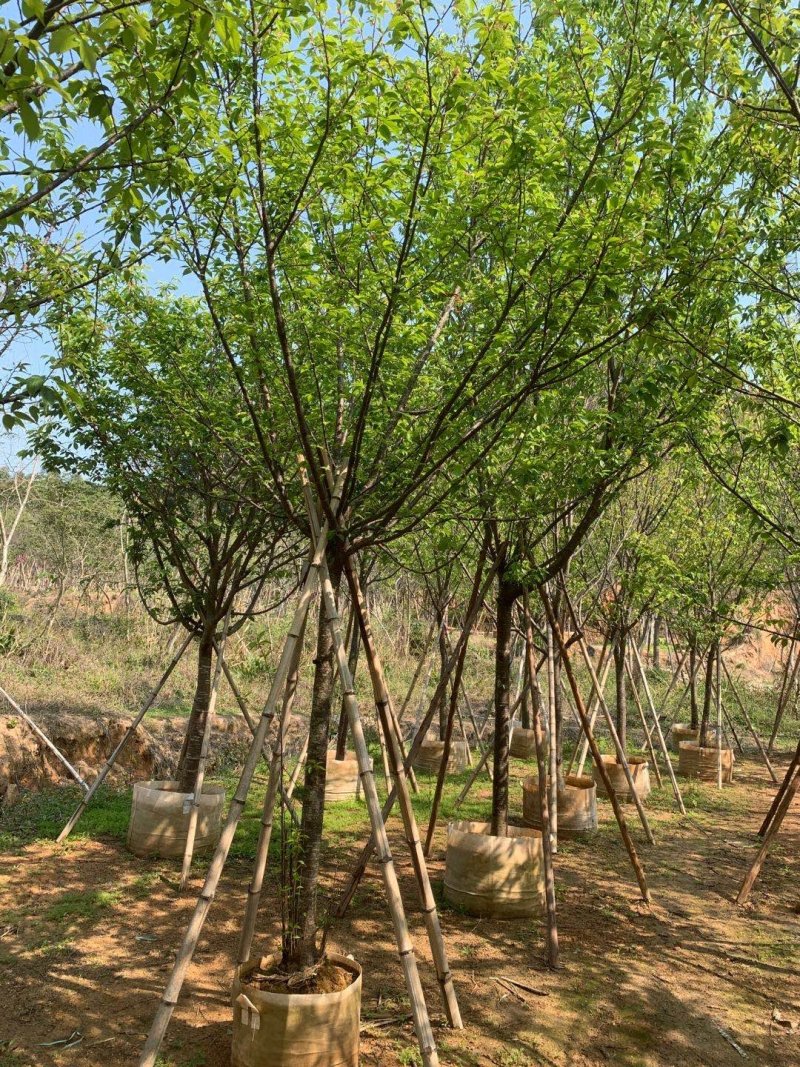 福建山樱花袋苗精品货