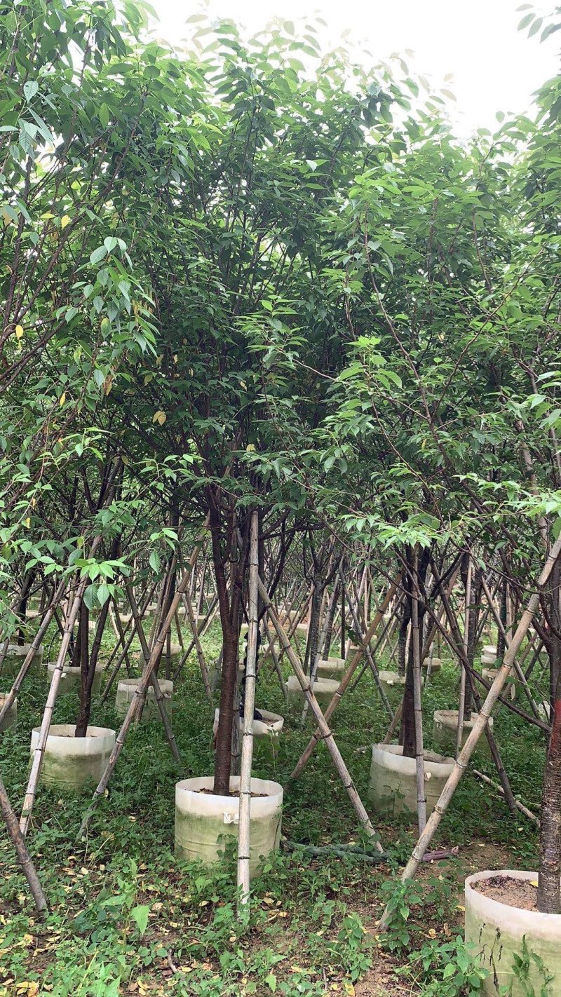 福建山樱花袋苗精品货