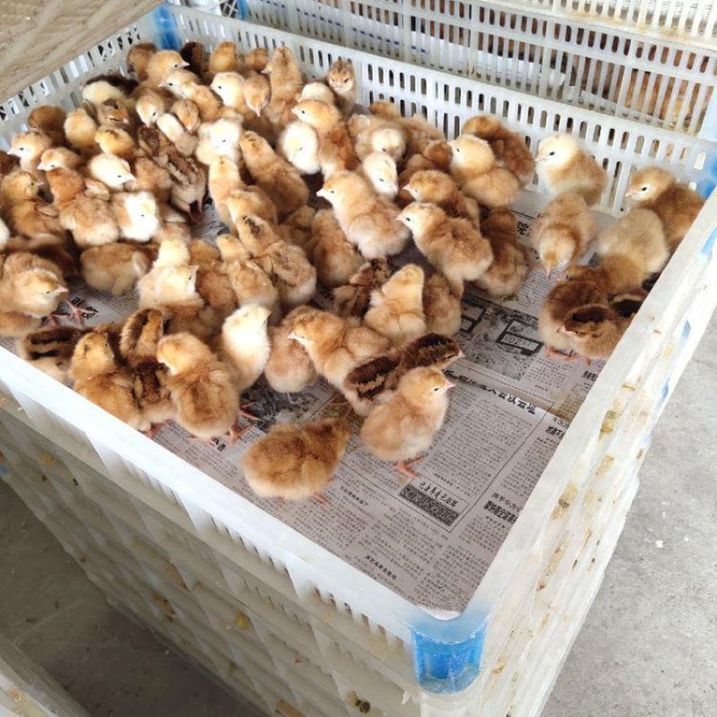 鸡鸭鹅苗技术员上门指导提供养殖饲料