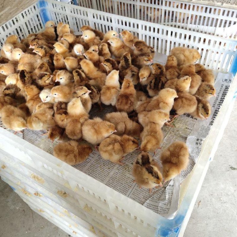 鸡鸭鹅苗技术员上门指导提供养殖饲料