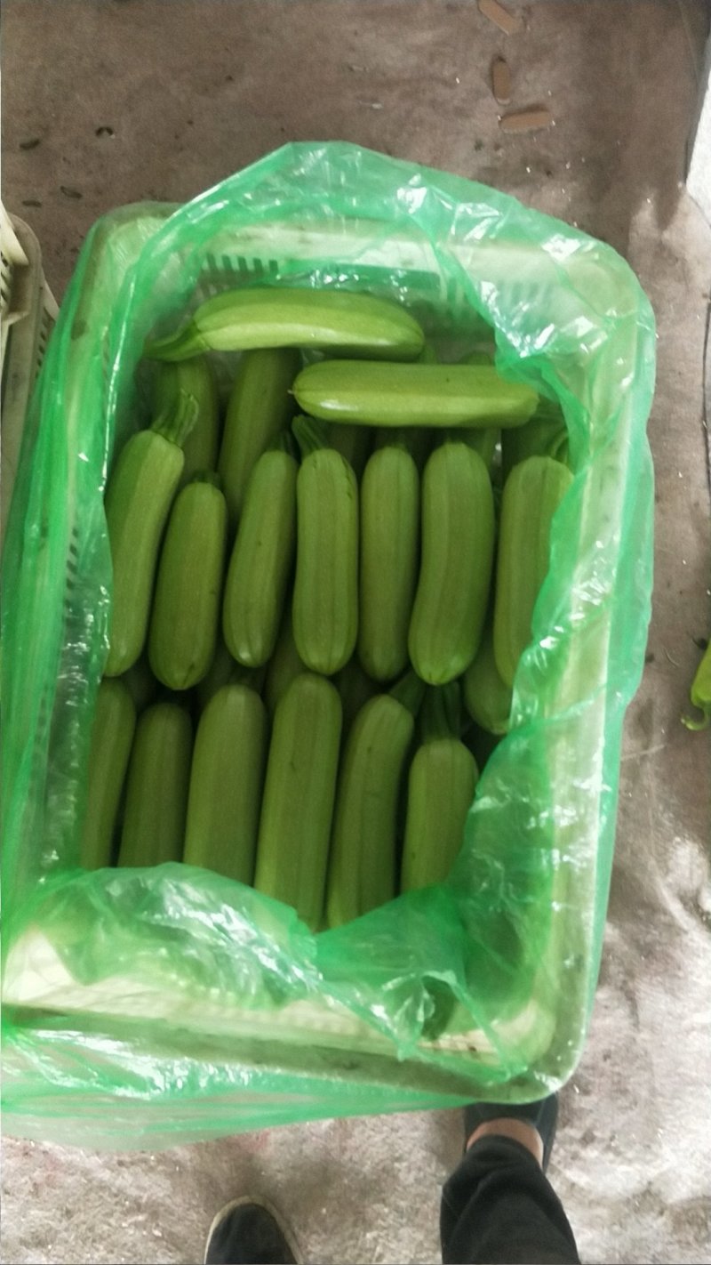 山东潍坊青州我处有大量西葫芦上市了有需要的联系我