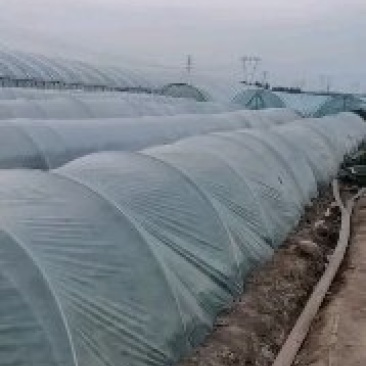 河南省禹州市红薯苗-脱毒红薯苗基地成活率高欢迎咨询