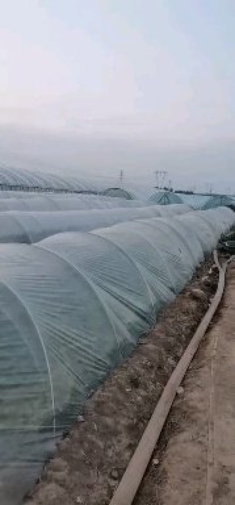 河南省禹州市红薯苗-脱毒红薯苗基地成活率高欢迎咨询
