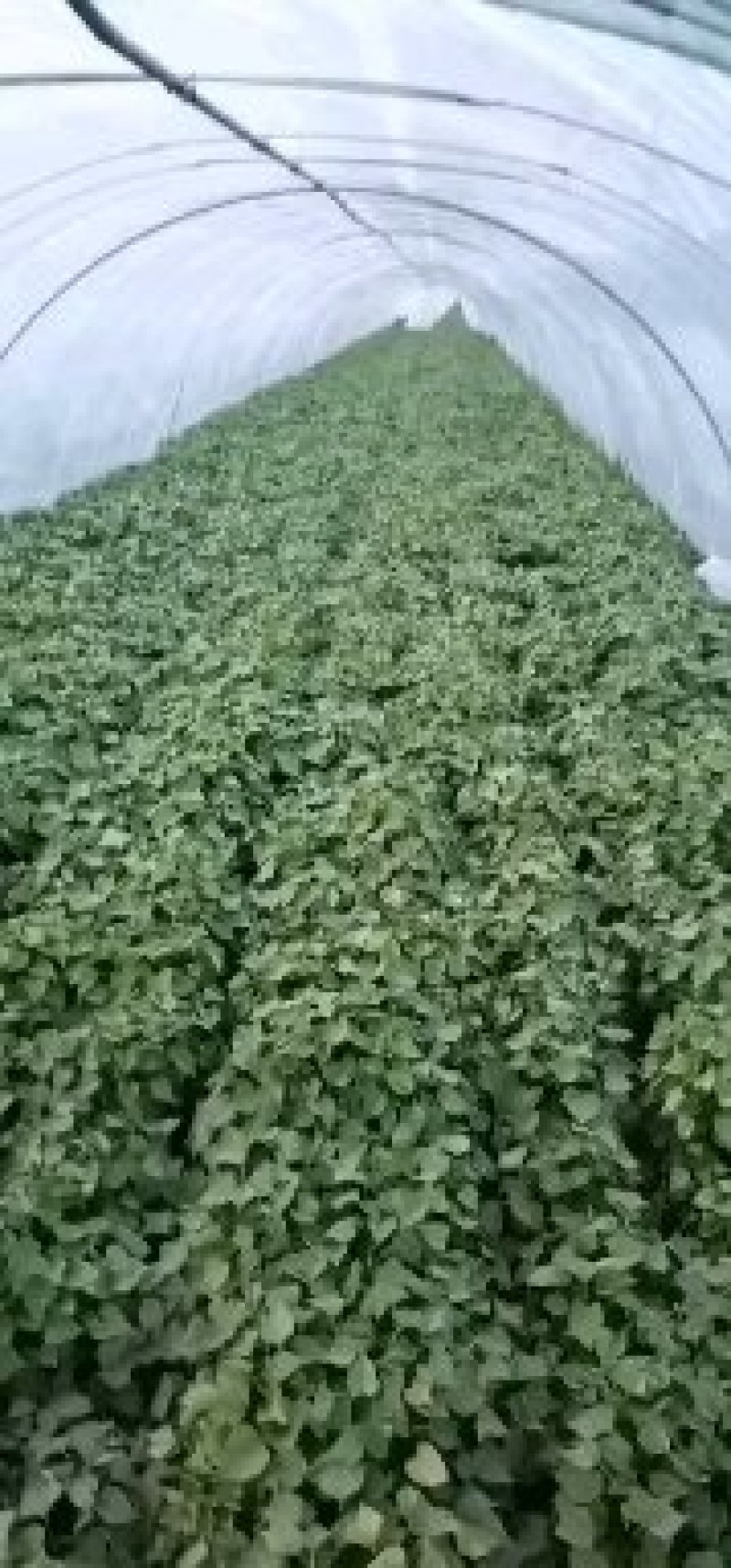 河南省禹州市红薯苗-脱毒红薯苗基地成活率高欢迎咨询