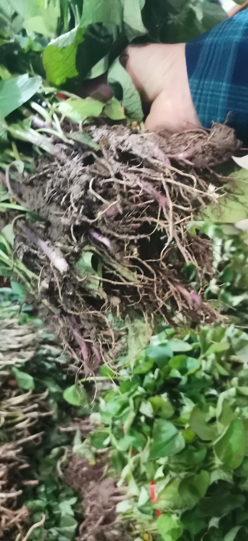 河南省禹州市红薯苗-脱毒红薯苗基地成活率高欢迎咨询