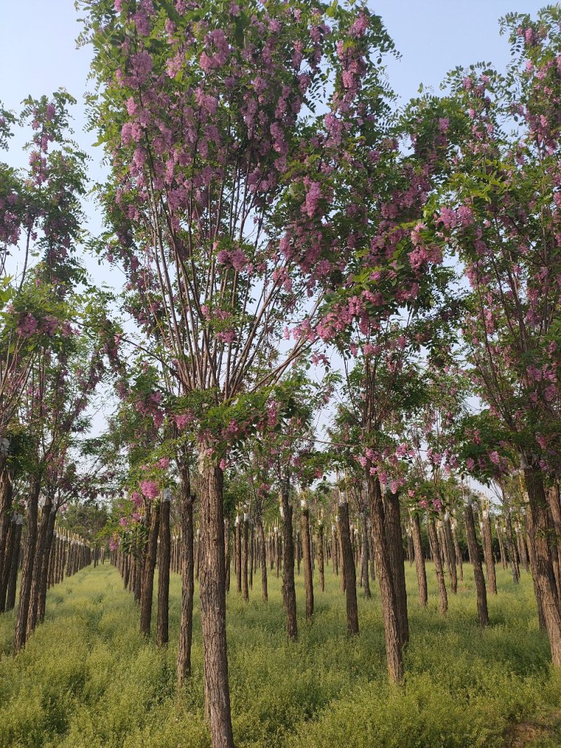 【优选店】出售高接香花槐米径8-15公分香花槐