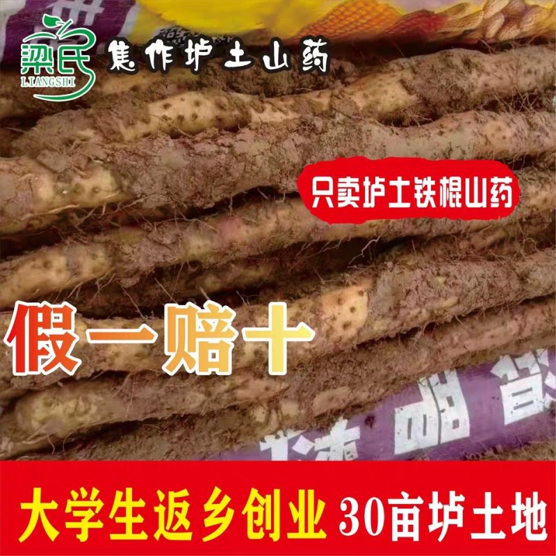 正宗焦作纯垆土地铁棍山药假一赔十正宗
