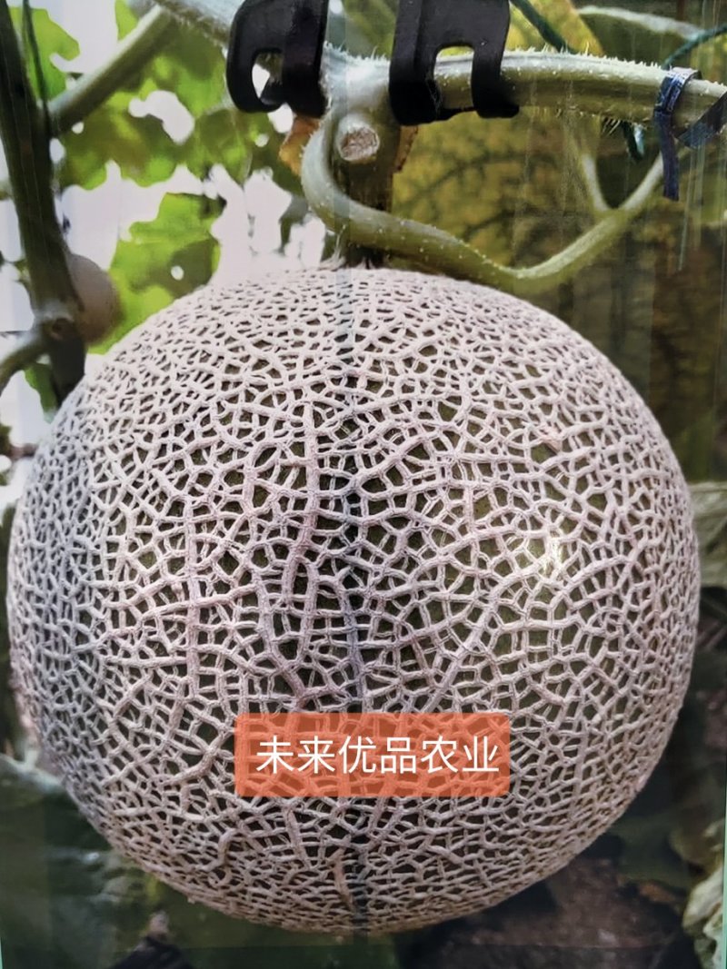 甜瓜商超对接一件代发