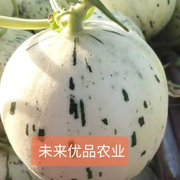 甜瓜商超对接一件代发