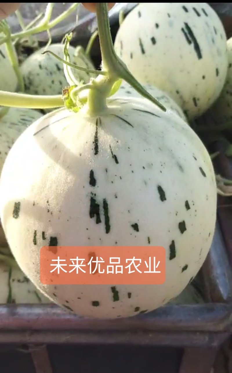 甜瓜商超对接一件代发