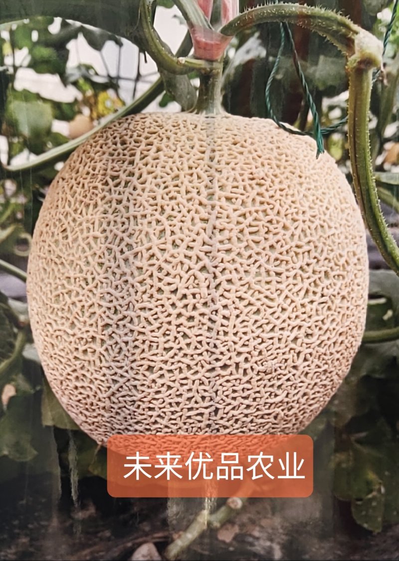 甜瓜商超对接一件代发