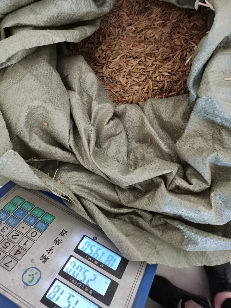 复叶槭种子/唐槭种子/唐琪种子什么季节种最好
