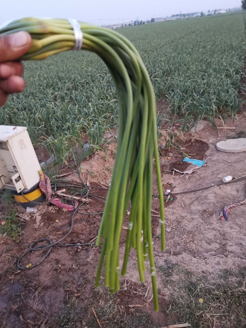 手拔蒜台大量上市了