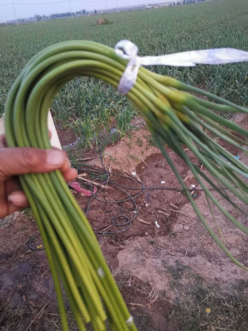 手拔蒜台大量上市了