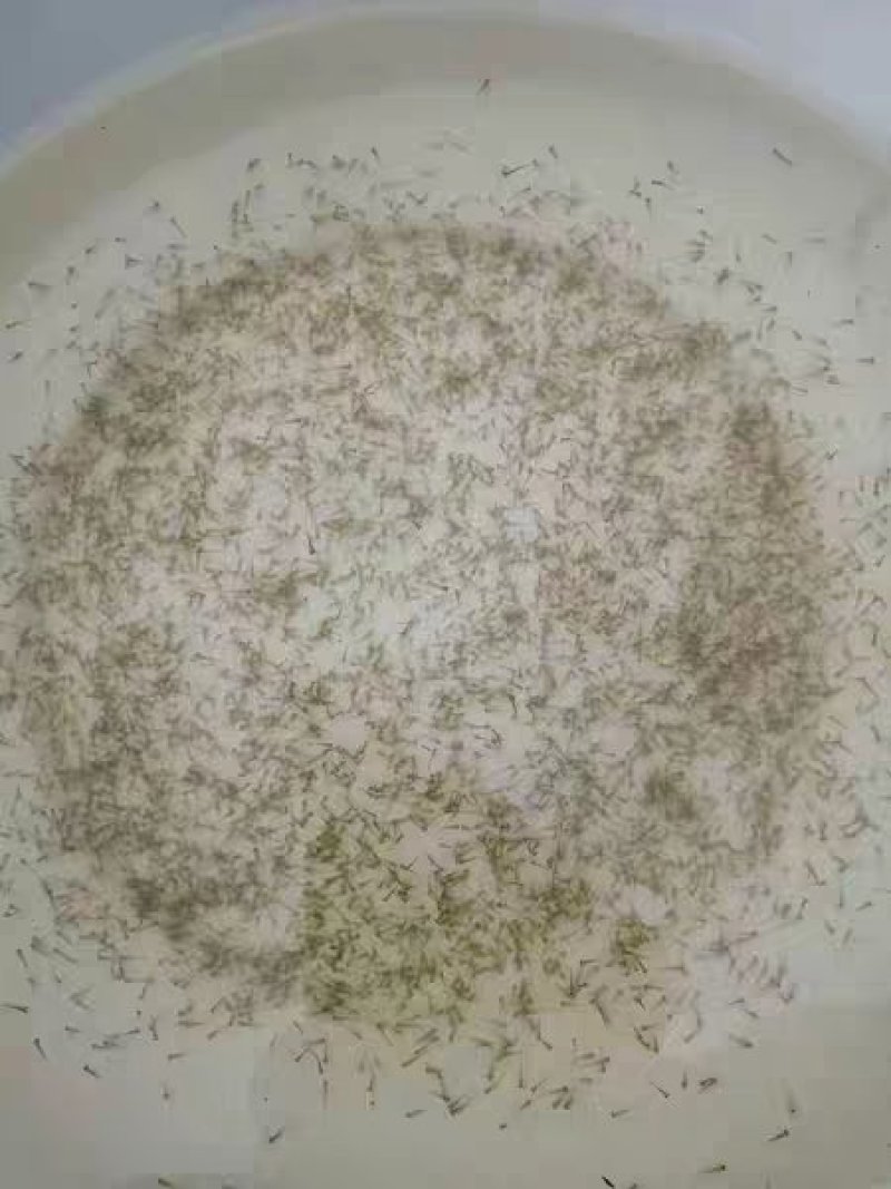 淡水鱼苗水花寸片夏花大量出货