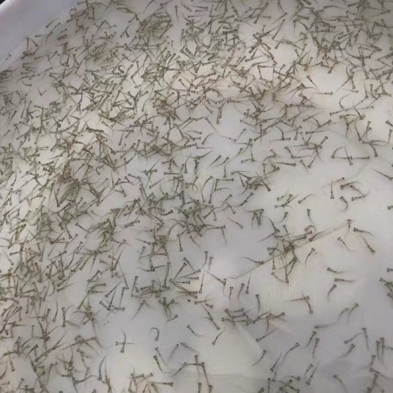 淡水鱼苗水花寸片夏花大量出货