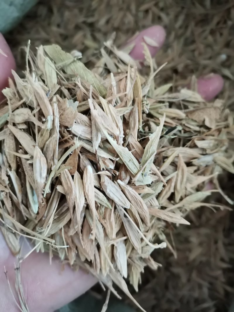 唐槭种子/复叶槭种子河北复叶槭种子