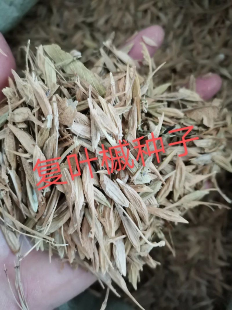 唐槭种子/复叶槭种子河北复叶槭种子