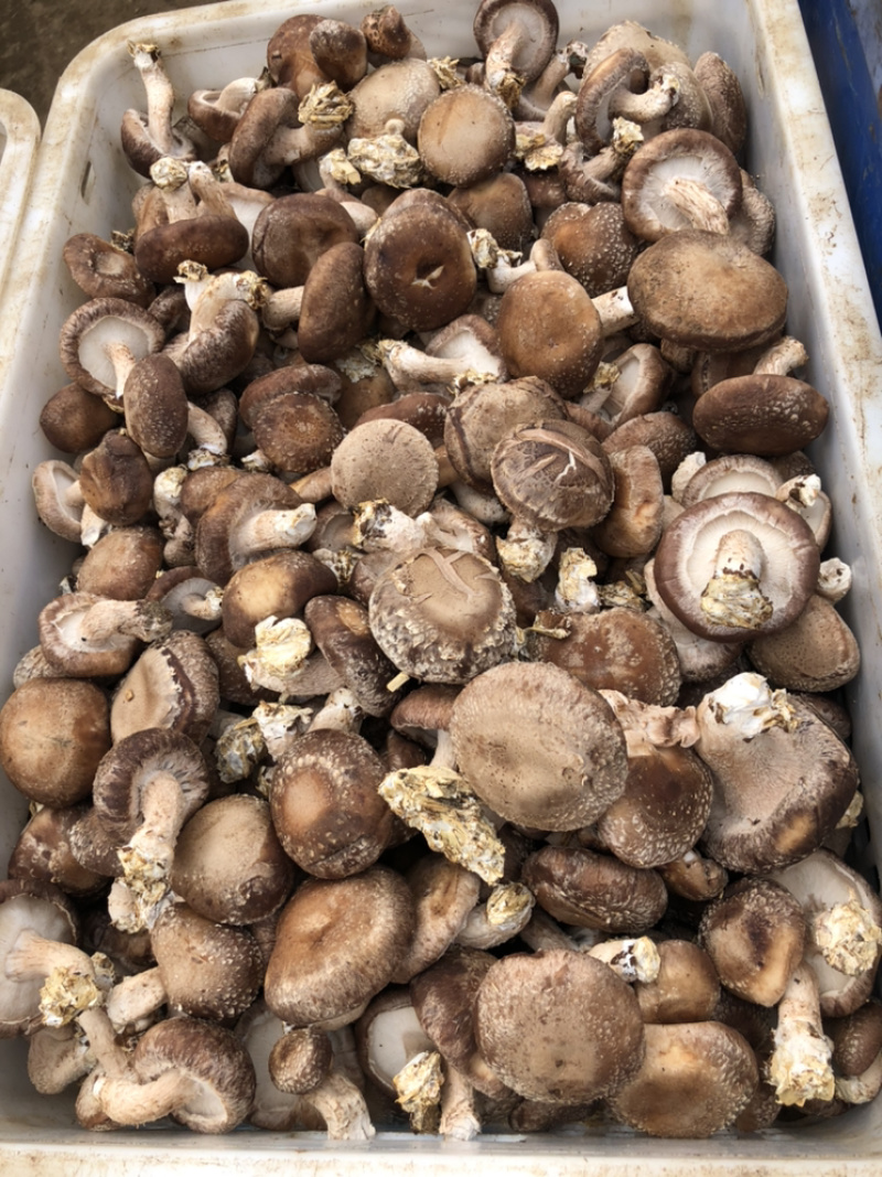 鲜香菇通货