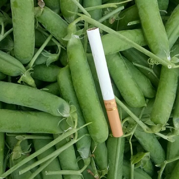 长寿仁豌豆，需要的老板请联系，