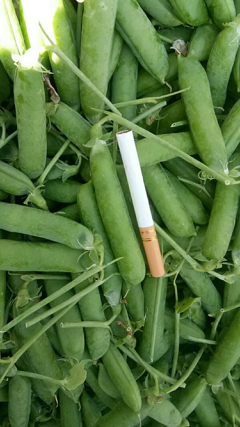 长寿仁豌豆，需要的老板请联系，