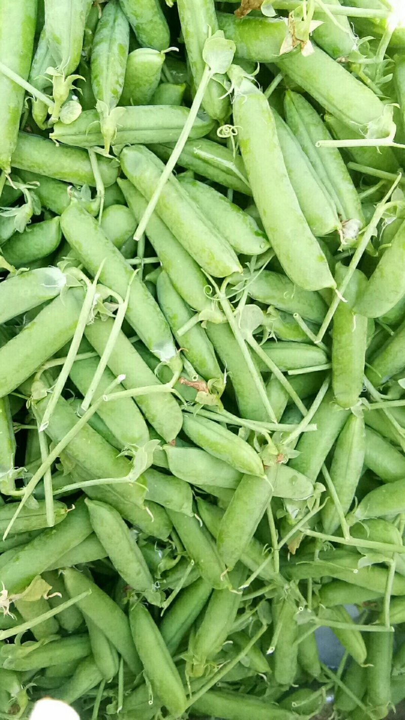 长寿仁豌豆，需要的老板请联系，