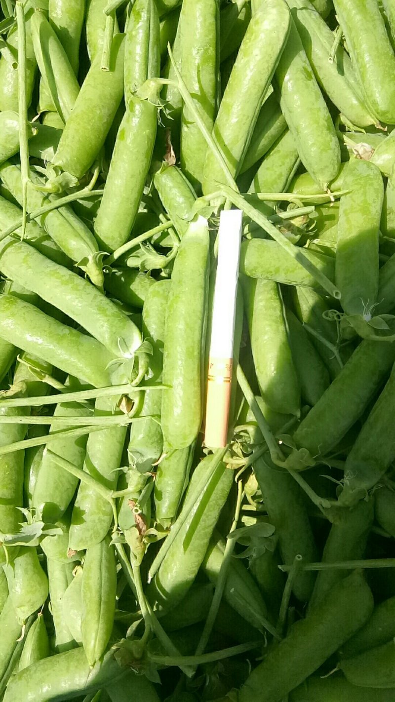 长寿仁豌豆，需要的老板请联系，