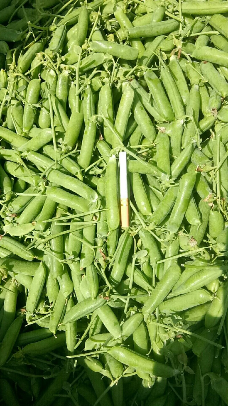 长寿仁豌豆，需要的老板请联系，