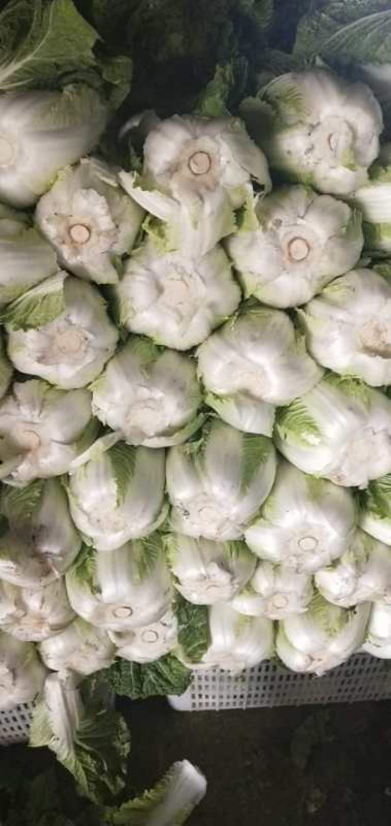 白菜，优质黄心白菜大量上市