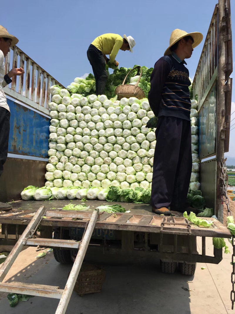 白菜，优质黄心白菜大量上市