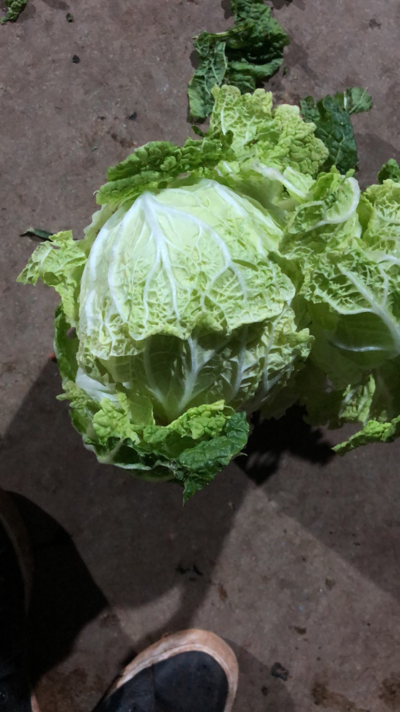 白菜，优质黄心白菜大量上市
