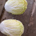 白菜，优质黄心白菜大量上市