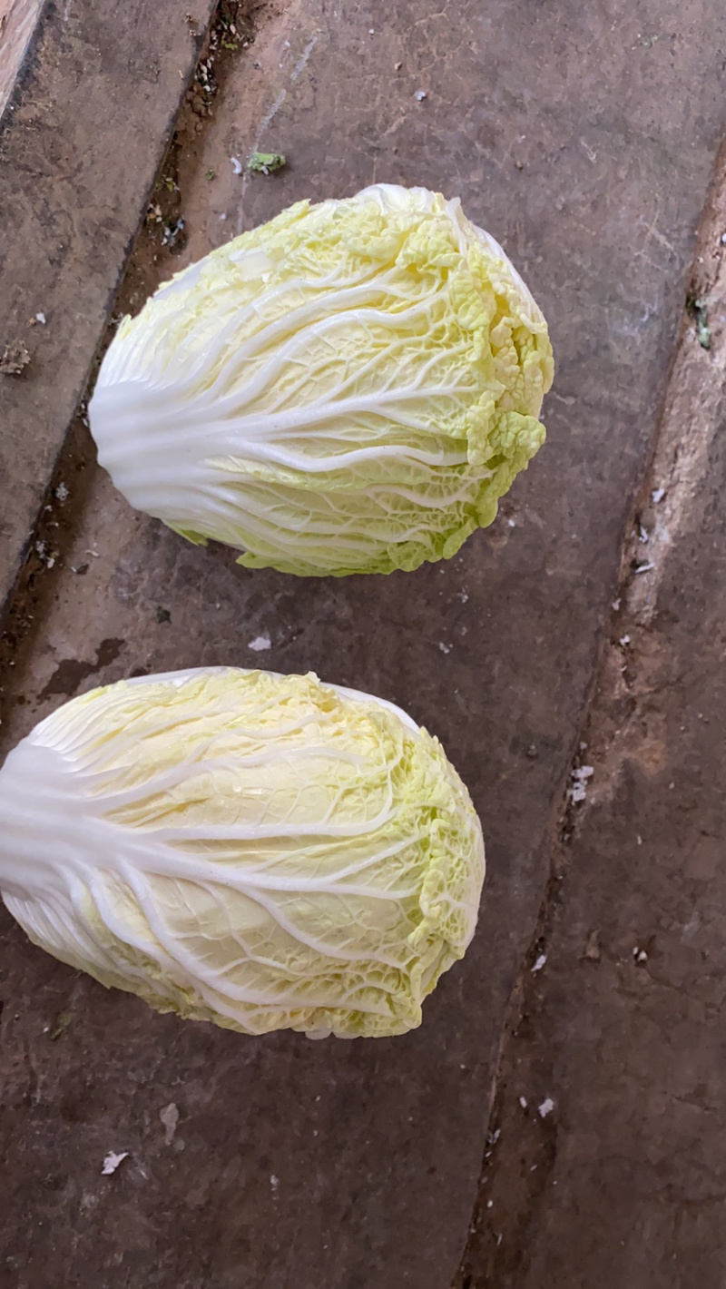 白菜，优质黄心白菜大量上市