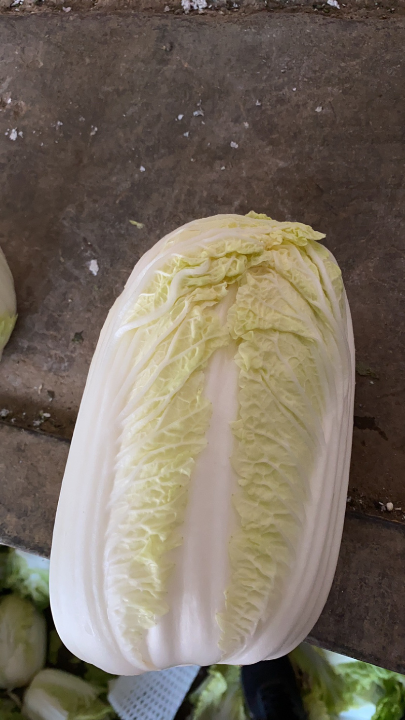 白菜，优质黄心白菜大量上市